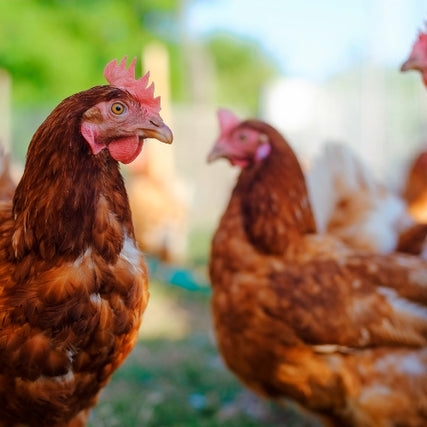 Chicken Feed & SuppliesA close-up of a flock of free range chickens.