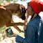 GO! Sensitivities Shredded Turkey Grain-Free Limited Ingredient Wet Dog Food